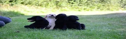 Labrador Retriever dogs for sale: 4 KC Registered Labrador Dog pups - Advert 10