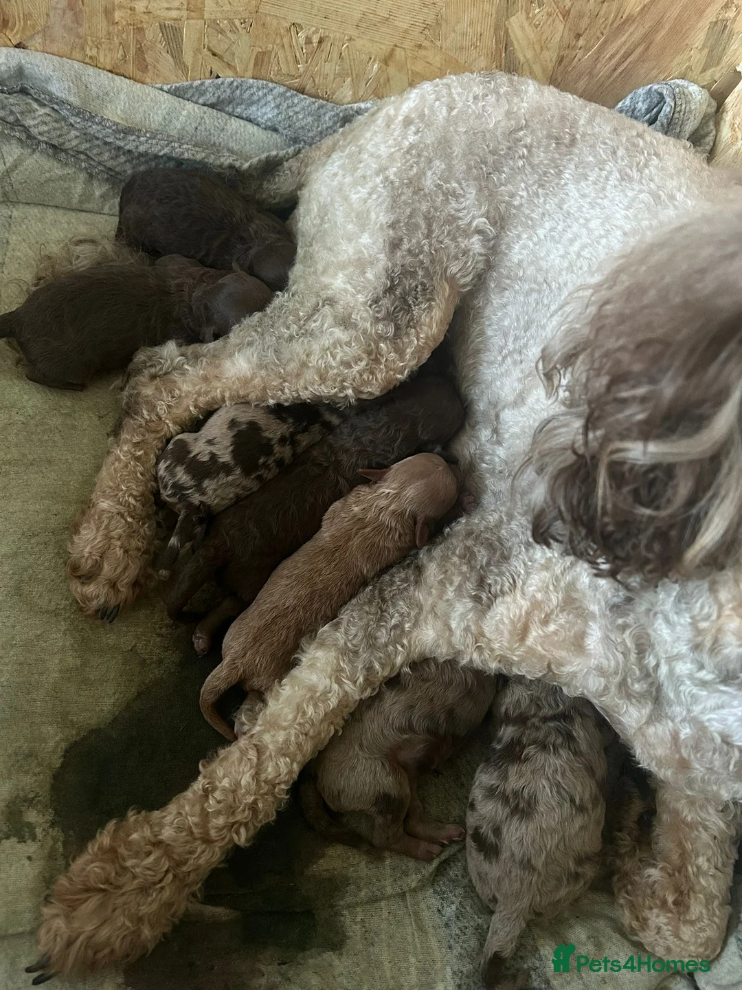 Mixed Breed dogs for sale: Pure Poodle Puppies  in Peterhead - Advert 2