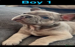 French Bulldog dogs for sale: French Bulldogs - Image 5