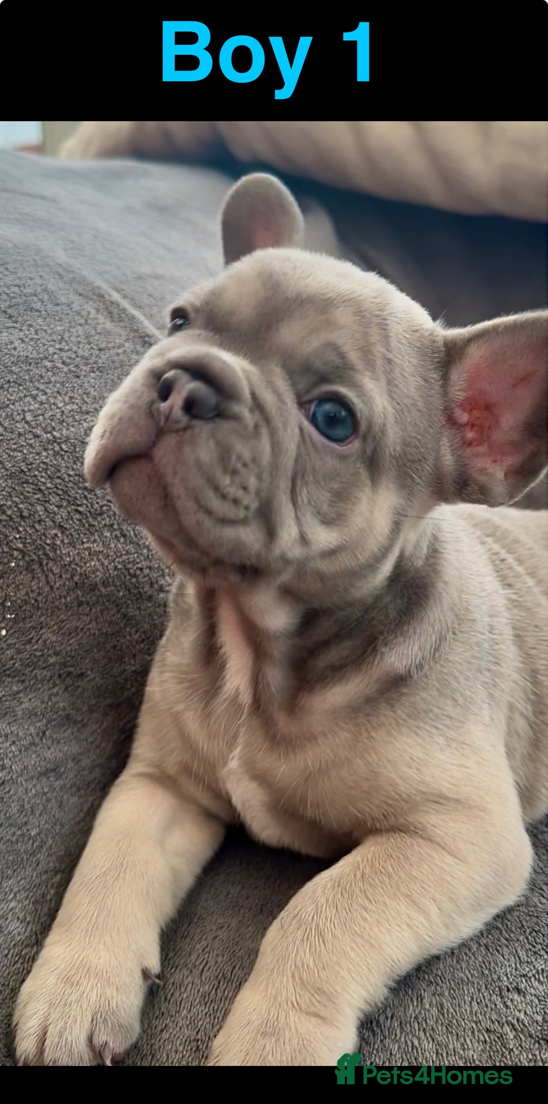 French Bulldog dogs for sale: French Bulldogs - Image 5