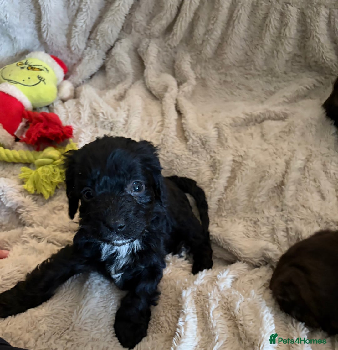 Cockapoo dogs for sale: Beautiful litter of Cockapoo puppies F1 - Advert 22