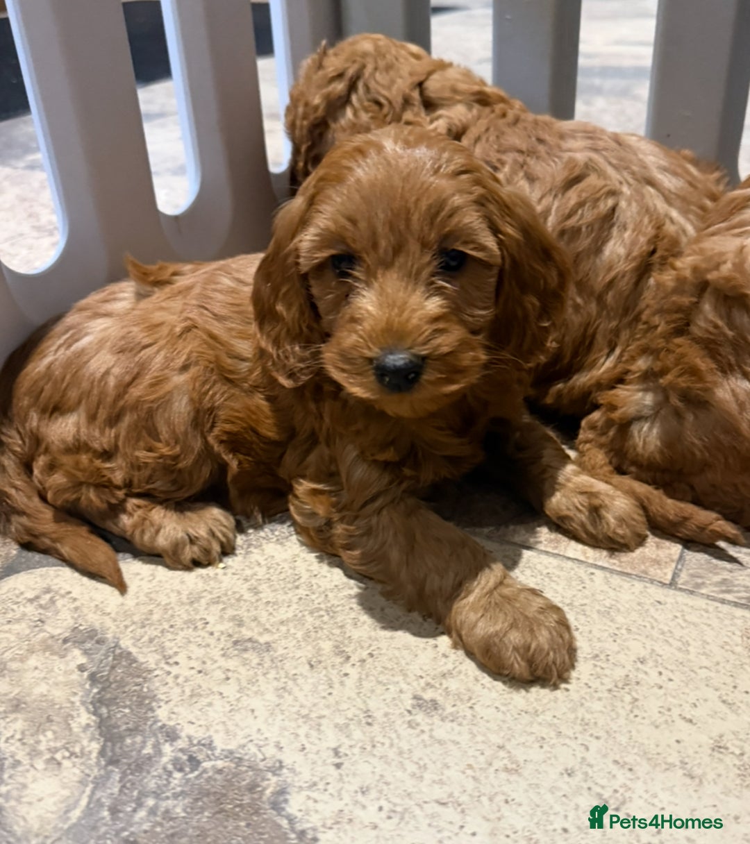 Cockapoo dogs for sale: MINI F1b COCKAPOO Puppies - Advert 18