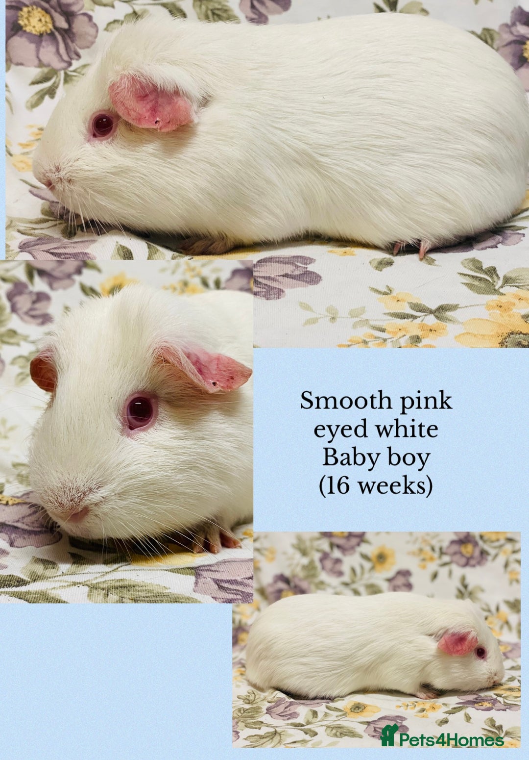Guinea Pig rodents for sale: Pretty mix of baby boy Guineapigs ready now  - Advert 6