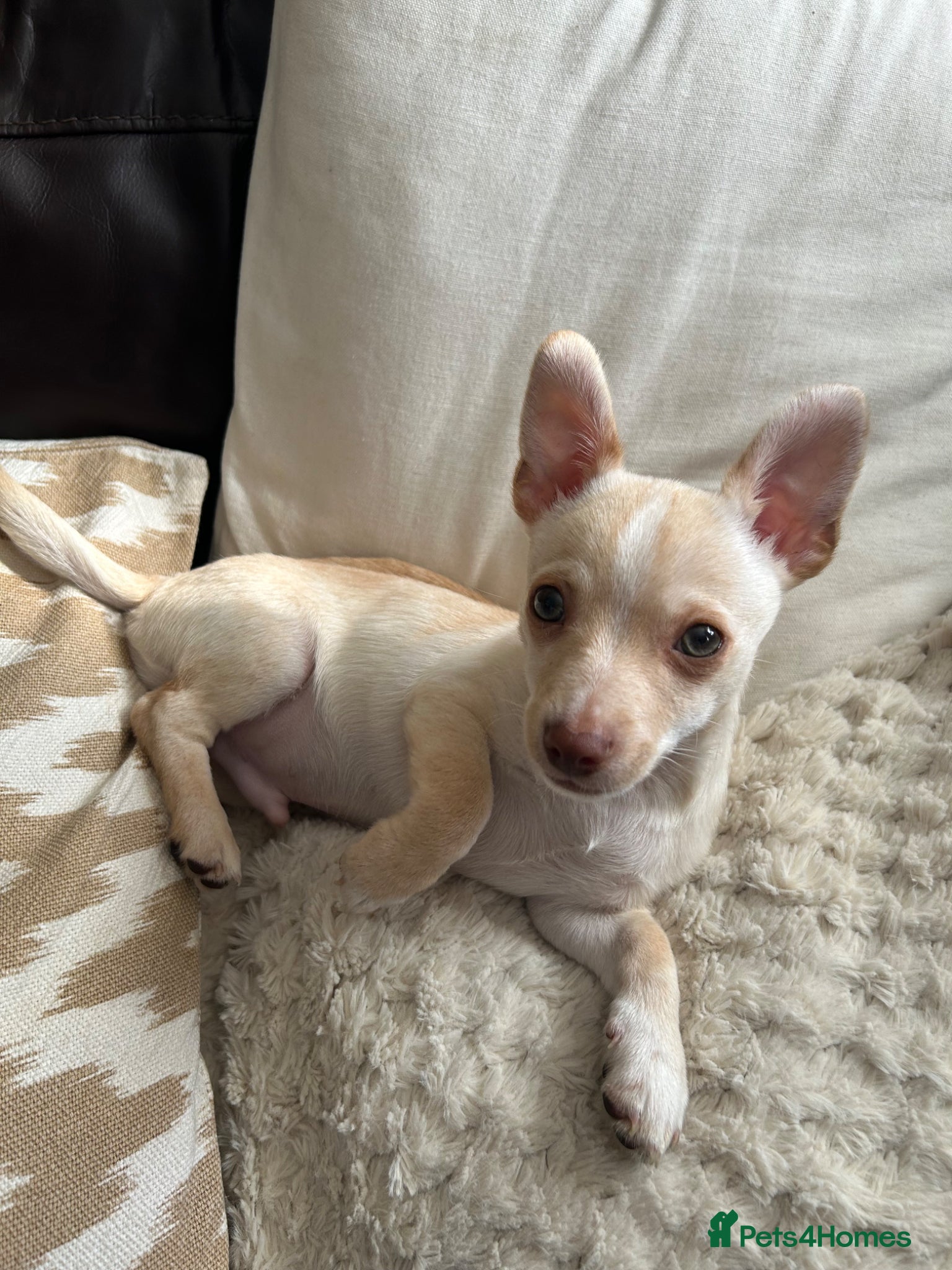 Chihuahua dogs One beautiful green eyed boy chihuahua puppy left  - Advert 9