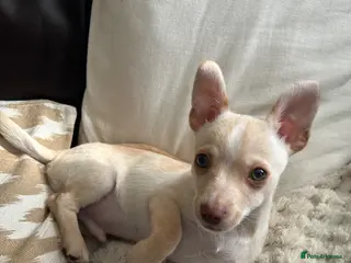 Chihuahua dogs One beautiful green eyed boy chihuahua puppy left - Advert 9