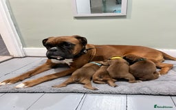 Boxer dogs for sale: Beautiful bob/tailed litter pure boxers  - Advert 17