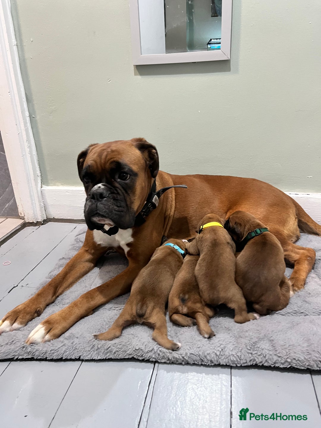 Boxer dogs for sale: Beautiful bob/tailed litter pure boxers  - Advert 17