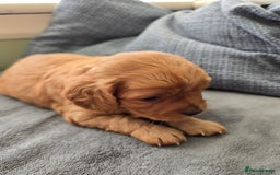Cavapoo dogs for sale: Gorgeous Cavapoo puppies looking for forever home - Image 17
