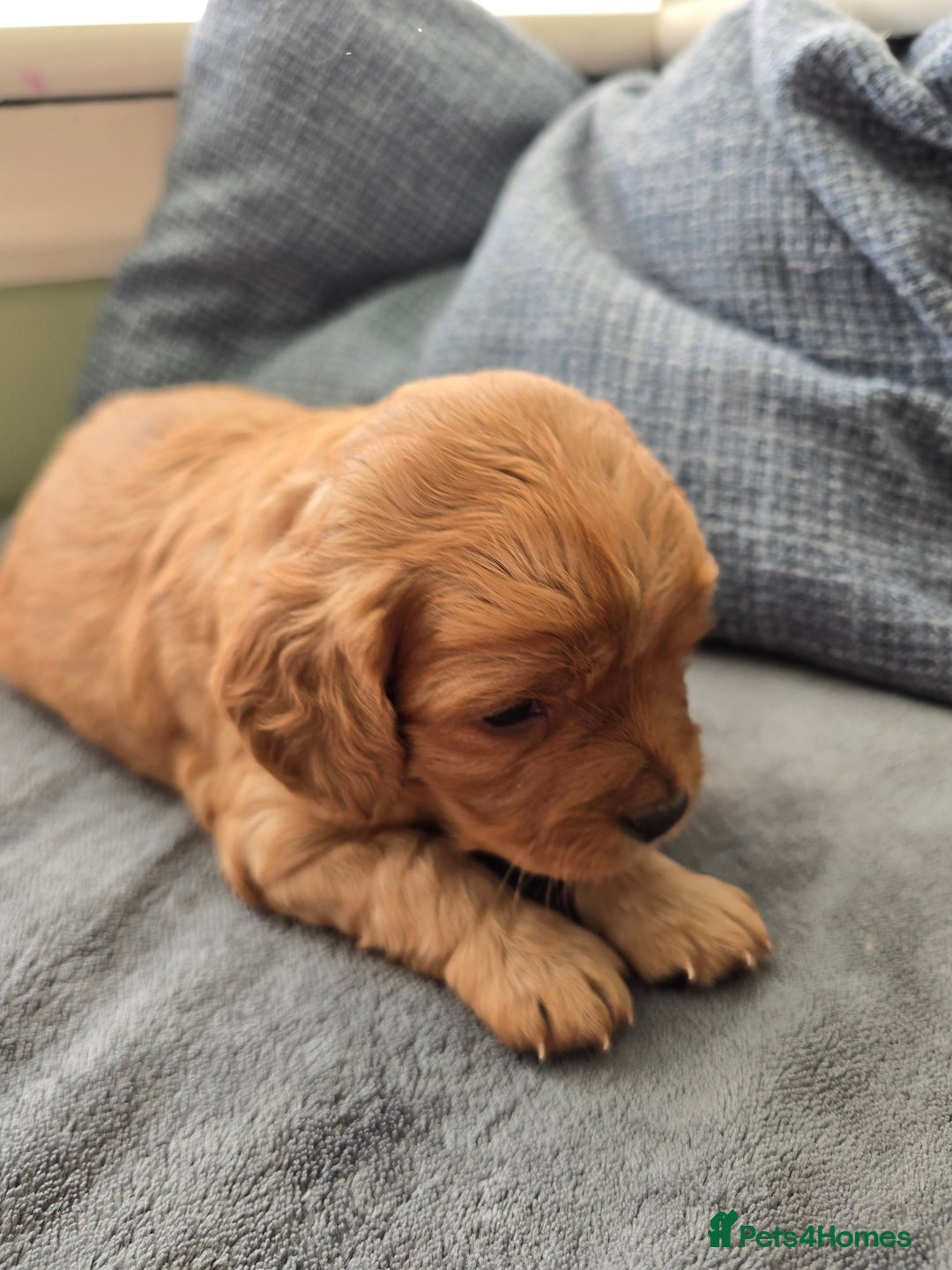 Cavapoo dogs for sale: Gorgeous Cavapoo puppies looking for forever home - Image 17