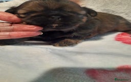 Shih Tzu dogs for sale: KC Registered Imp Shihtzu pups - Image 27