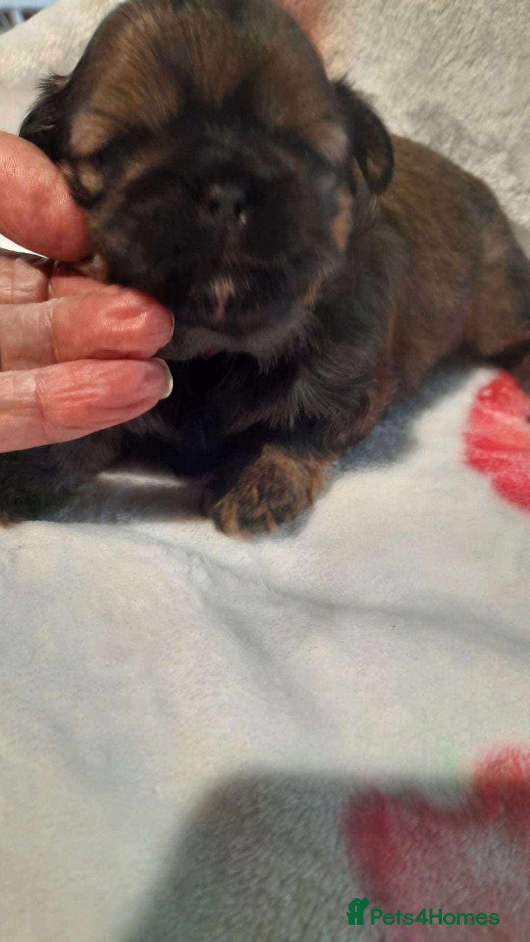 Shih Tzu dogs for sale: KC Registered Imp Shihtzu pups - Image 27