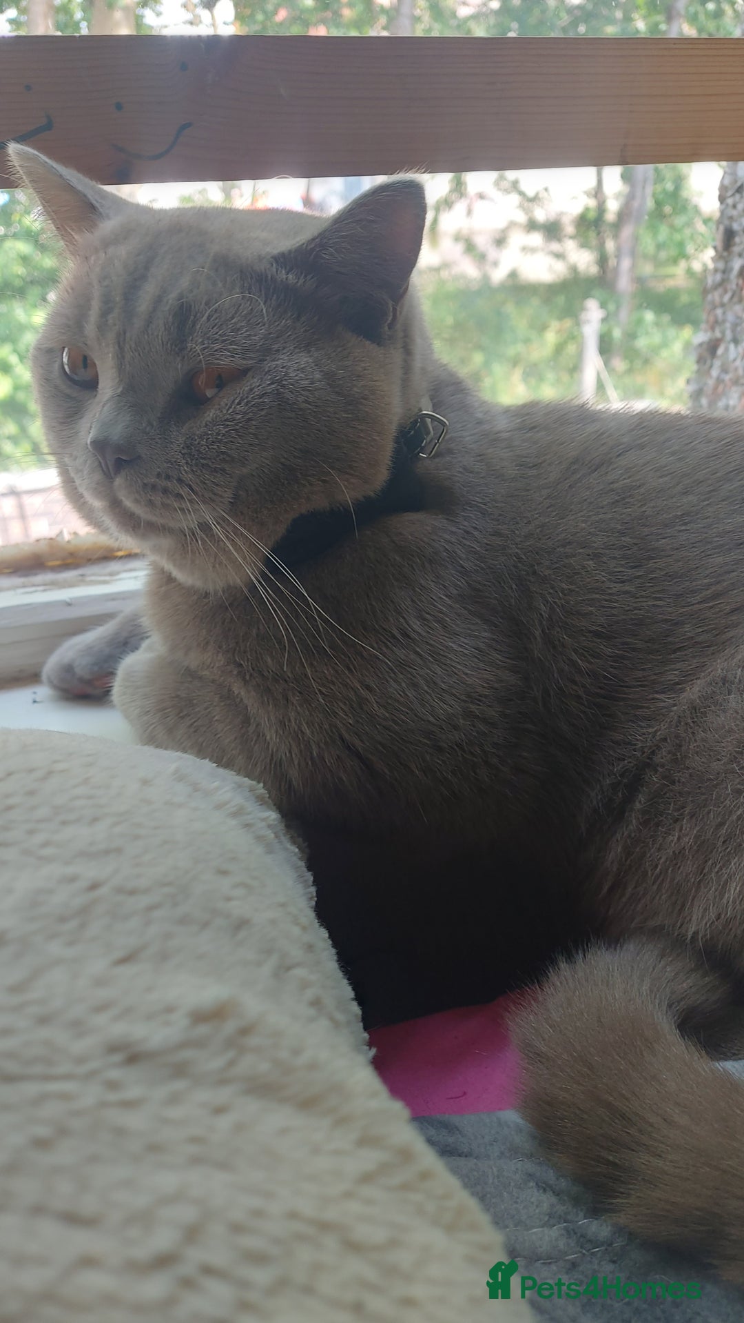 British Shorthair cats for stud: LILAC BOY GCCF Registered ready for Stud service  in Leigh - Image 5