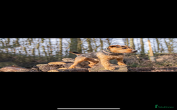 Lakeland Terrier dogs for sale: Red Lakeland terrier bitch - Image 10