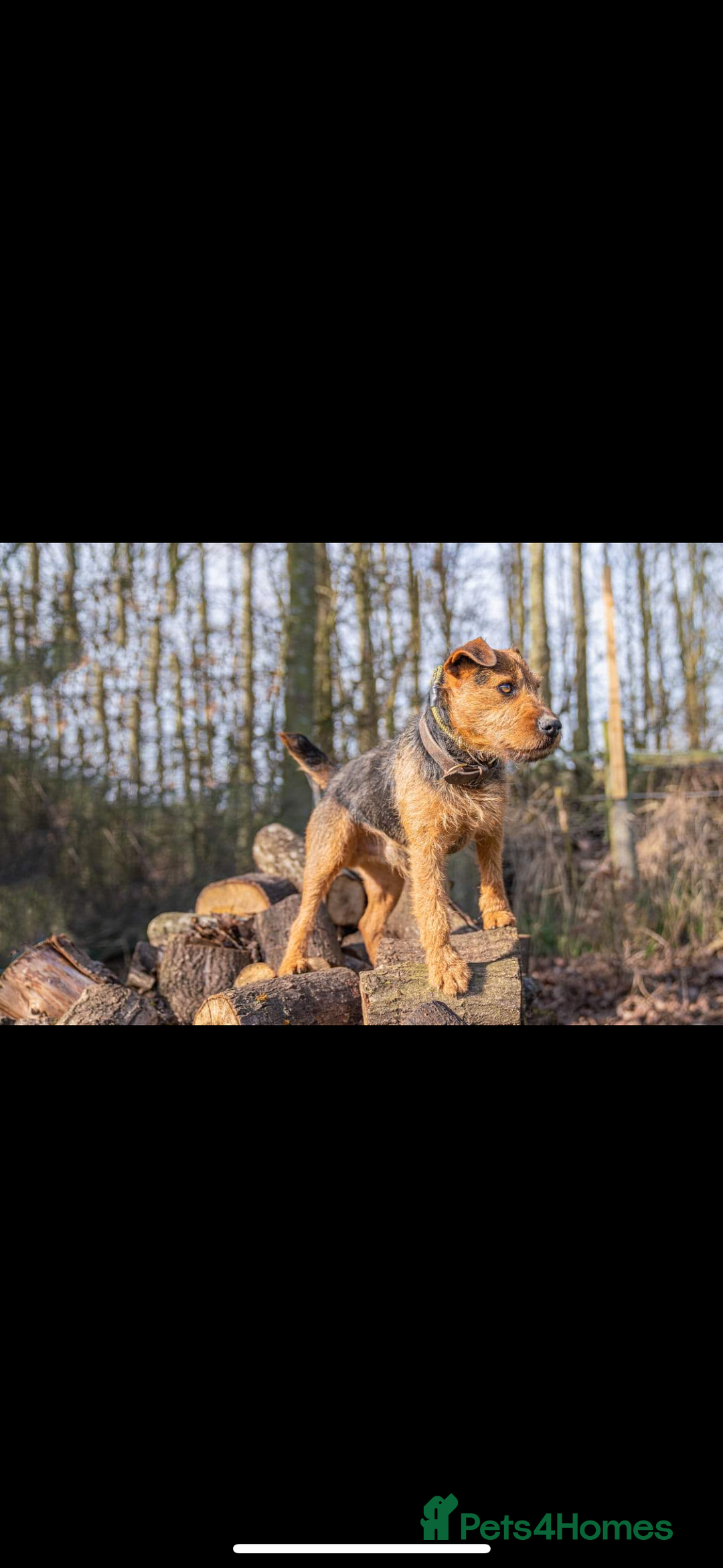 Lakeland Terrier dogs for sale: Red Lakeland terrier bitch - Image 10