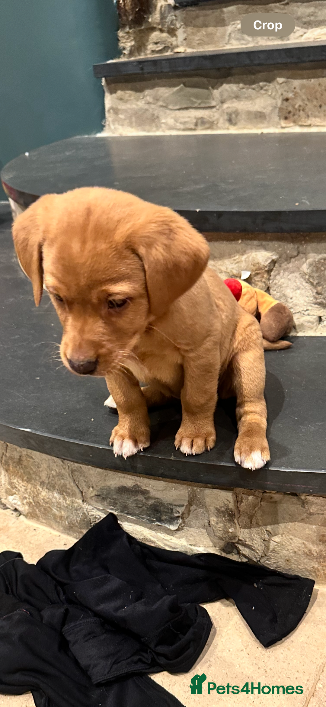 Labrador Retriever dogs for sale: Stunning Fox red labradors - Image 10