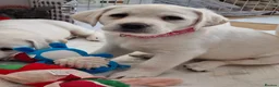 Labrador Retriever dogs for sale: STUNNING LABRADOR PUPPIES ONLY 1 GIRL LEFT. - Advert 6