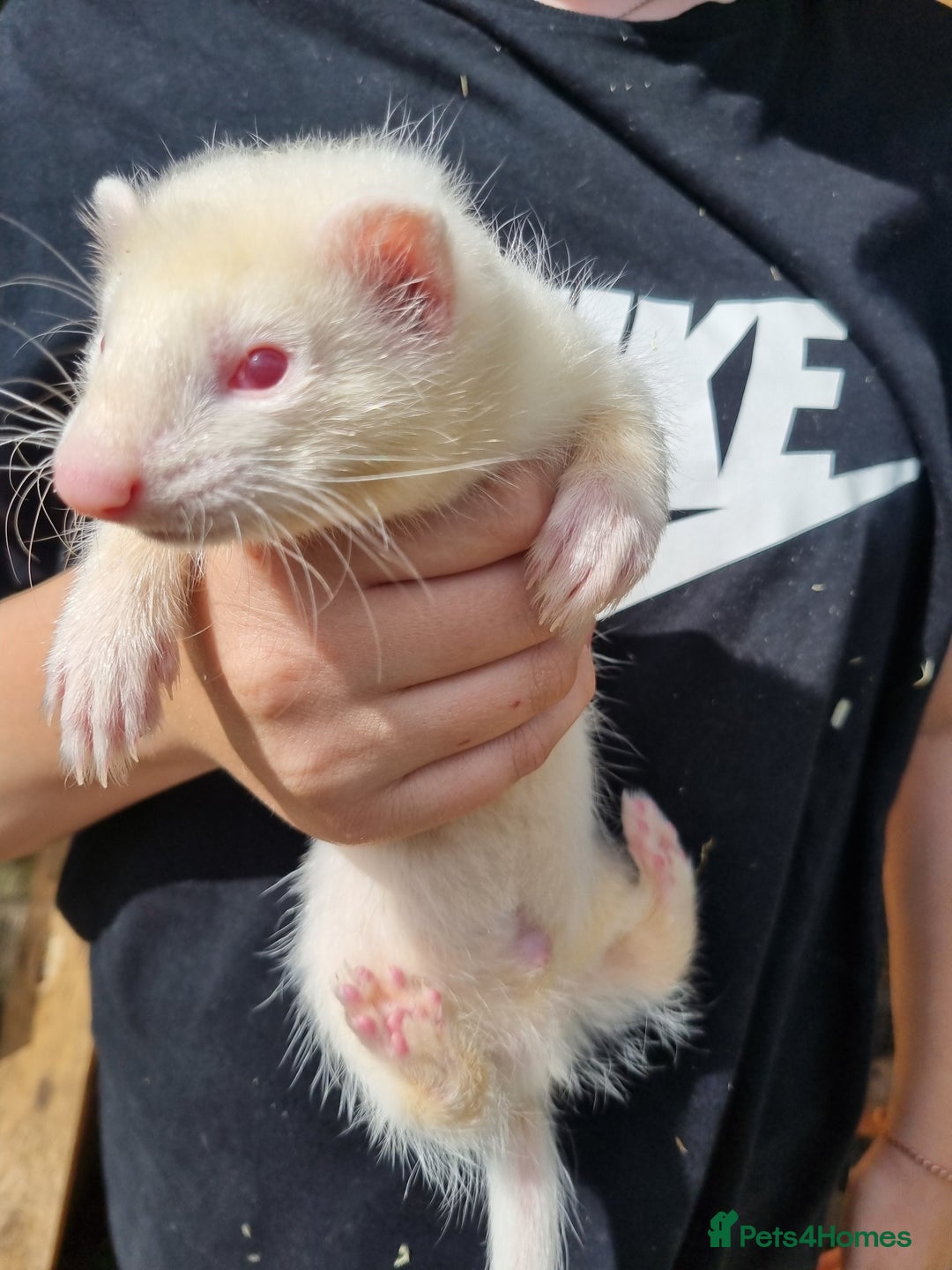 Ferret rodents for sale: Quater ferret kits - Image 3
