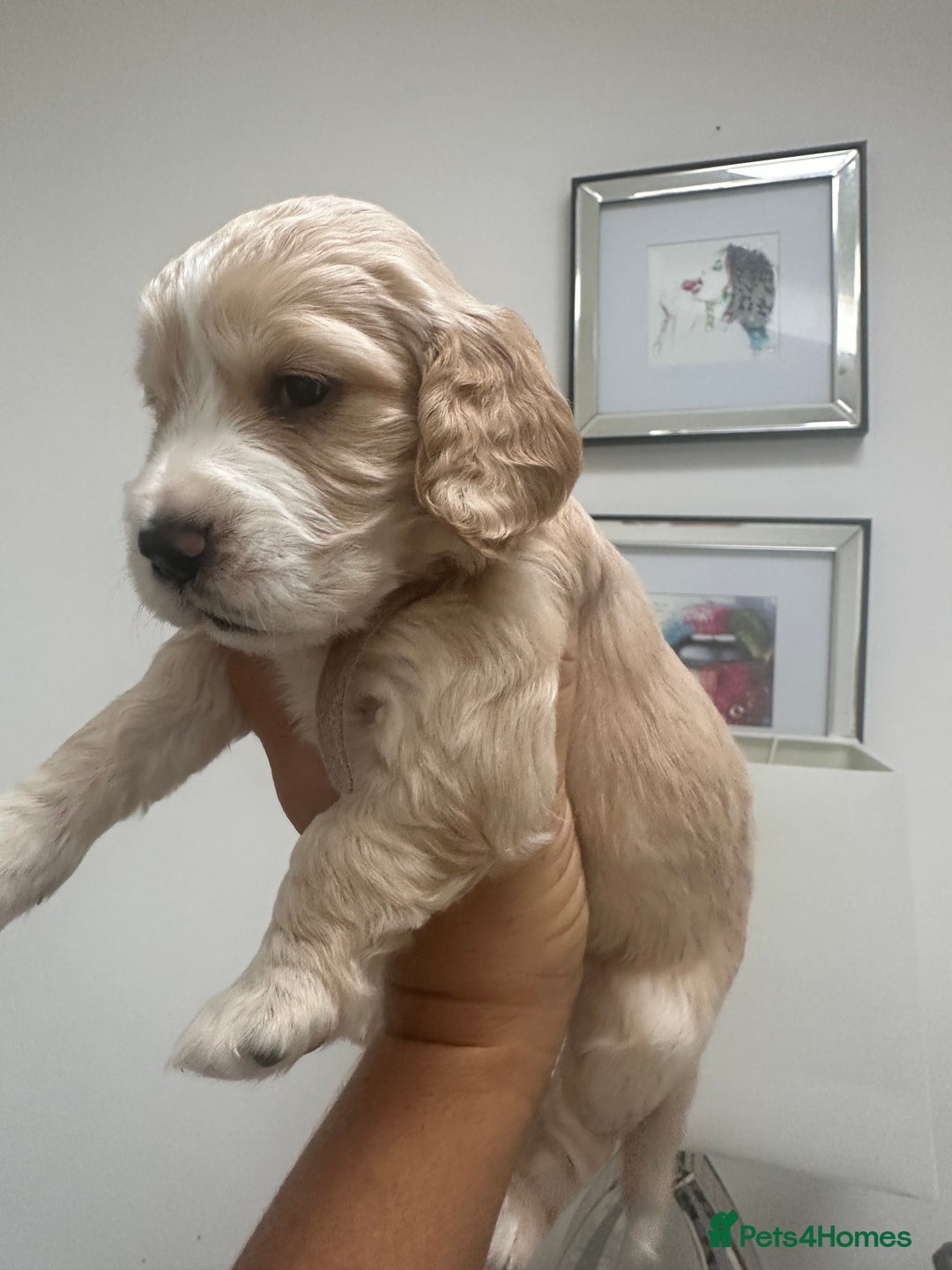 Cocker Spaniel dogs for sale: Cocker Spaniel Puppies perfect example ready now - Image 18
