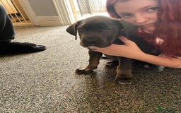 Cane Corso dogs for sale: 1 boy 2 girls remaining  - Image 3