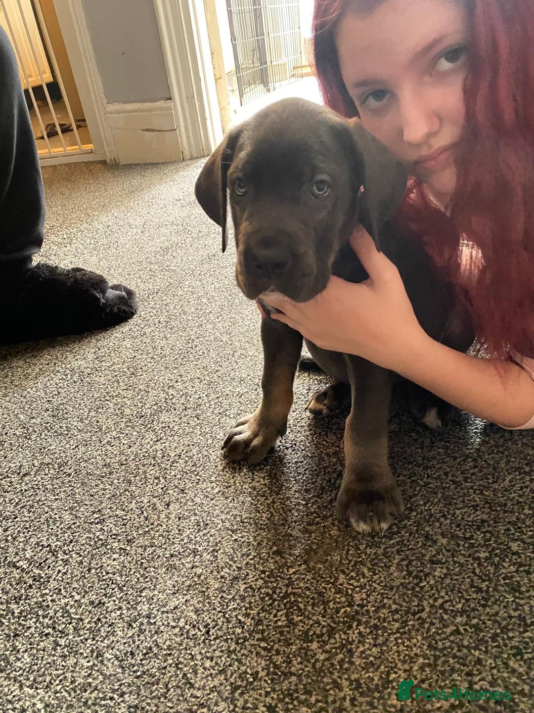 Cane Corso dogs for sale: 1 boy 2 girls remaining  - Image 3