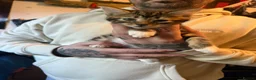 Mixed Breed cats for sale: Gorgeous kittens - Advert 20