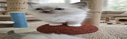 Ragdoll cats for sale: Beautifull Ragdoll kittens - Advert 6