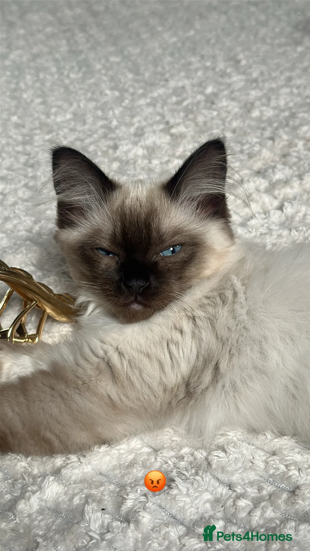 Ragdoll cats for sale: White with black Ragdoll kitten  - Advert 5