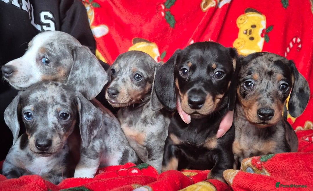 Dachshund dogs for sale: Stunning litter of dachsunds  - Advert 5