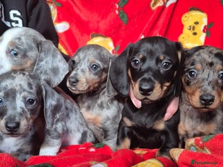 Dachshund dogs Stunning litter of dachsunds - Advert 2