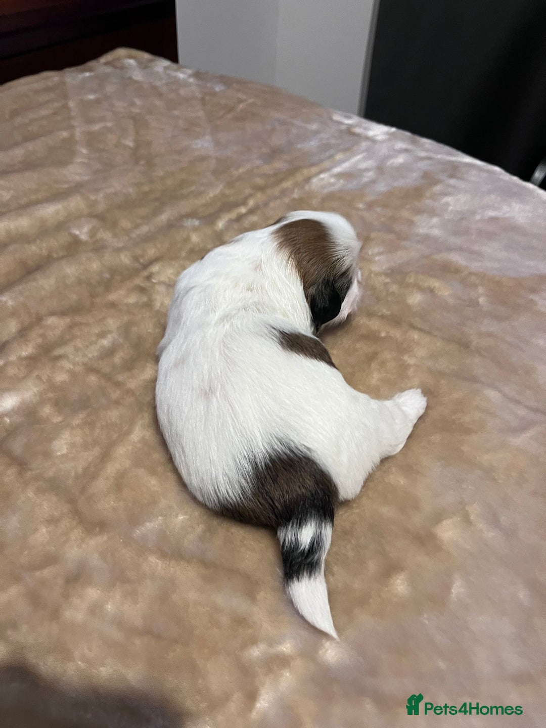 Shih Tzu dogs for sale: Shih tzu puppies  - Advert 2