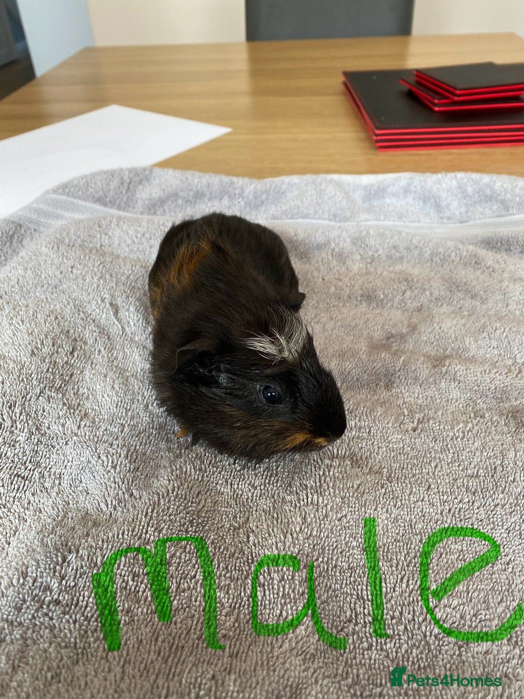 Guinea Pig rodents for sale: Two Crested Guinea Pigs - Image 3