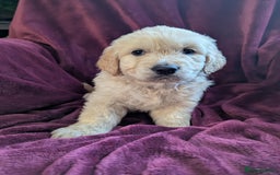 Golden Retriever dogs for sale: Stunning pure-breed Golden Retriever puppies - Image 3