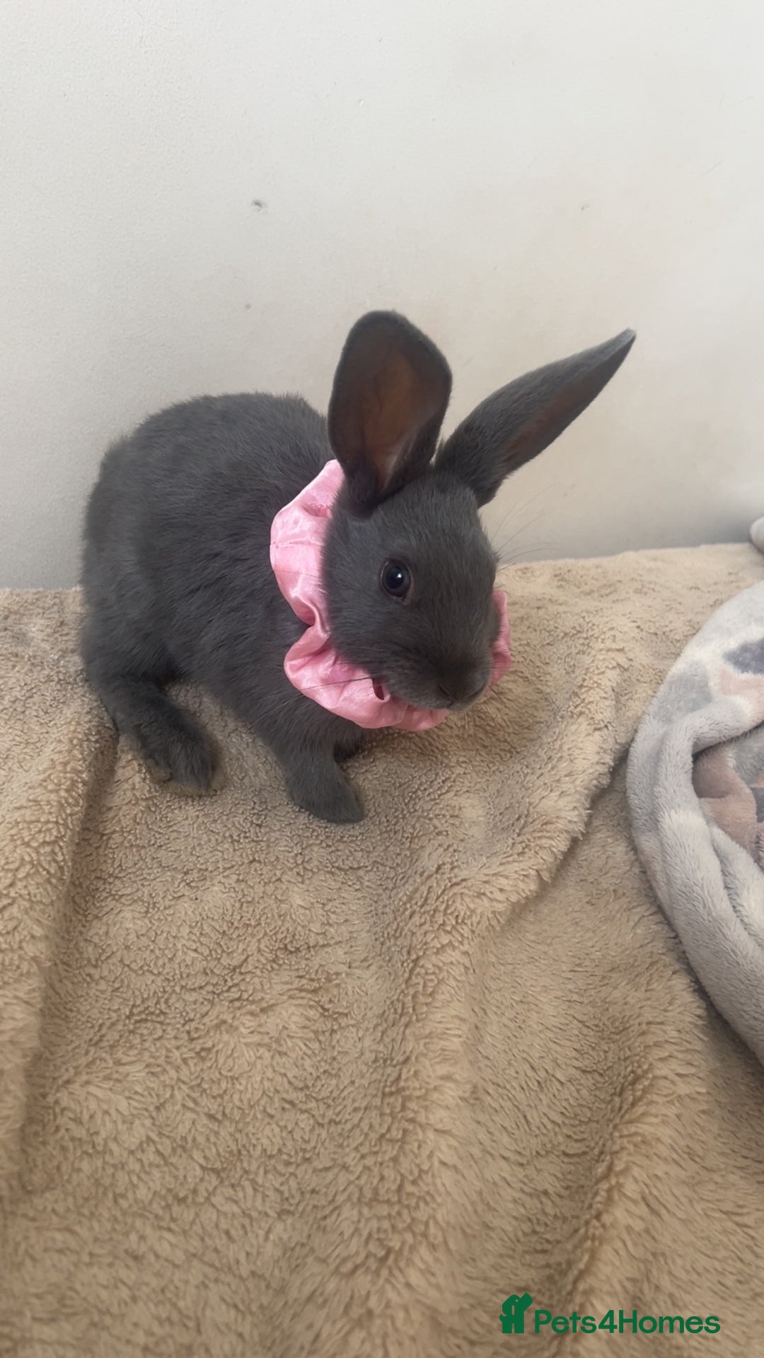 Belgian Hares rabbits for sale: Lovable rabbit  - Image 5