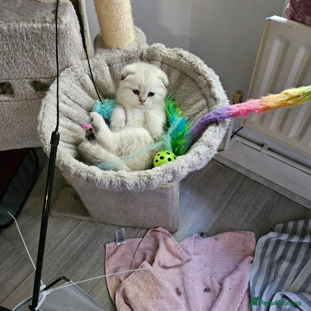 Scottish Fold cats for sale: Full TICA reg Scottish fold ready now london  - Image 11