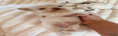Chihuahua 3