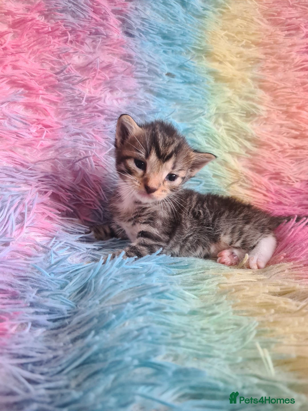 Mixed Breed cats for sale: 4 kittens for sale - Image 9