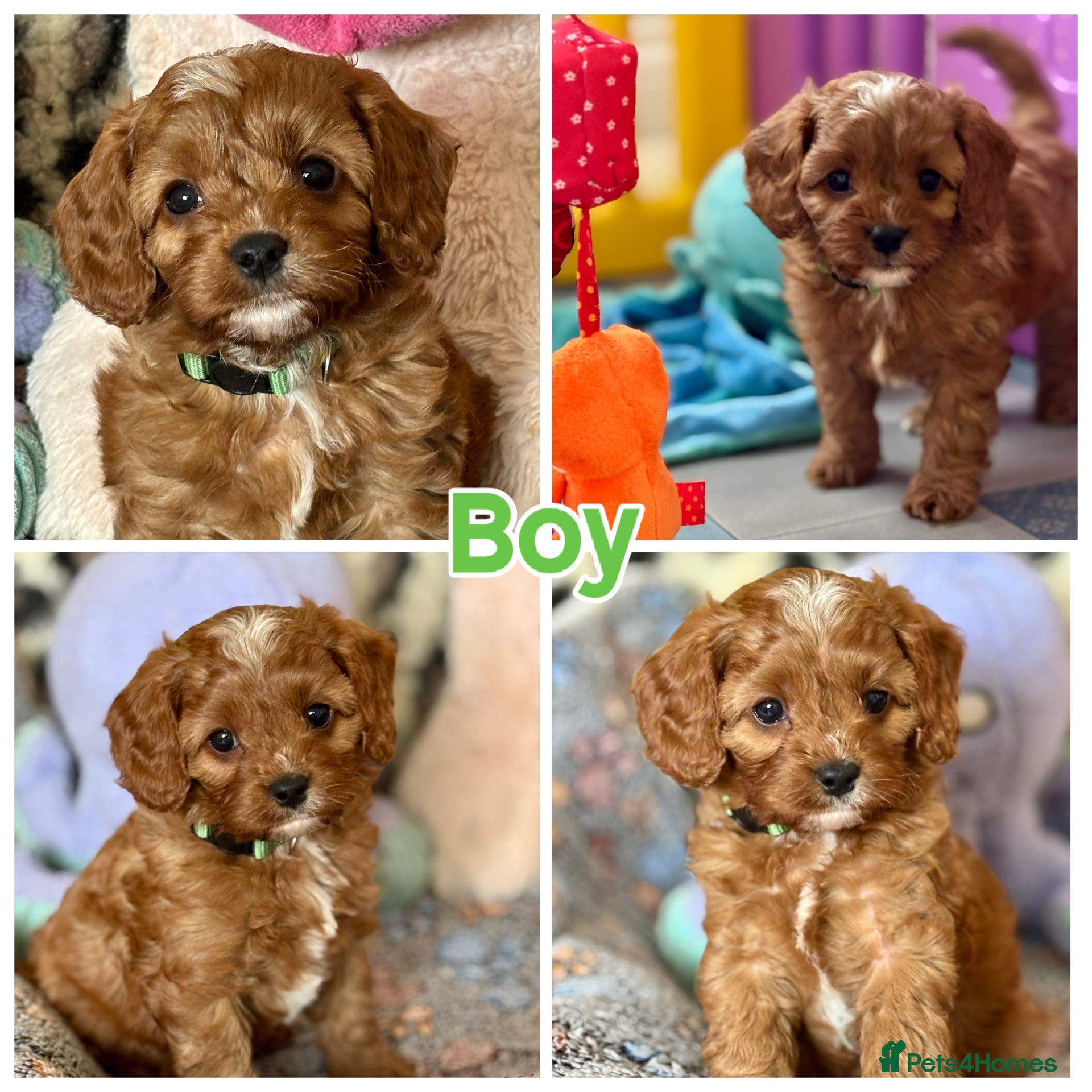 Cavapoo dogs Outstanding F1 Toy’s - Health Tested - KC parents - Advert 2