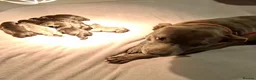 Staffordshire Bull Terrier dogs for sale: Classic Staffordshire Bull Terrier Puppies  - Advert 12