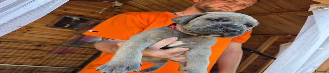 Cane Corso Puppy 2