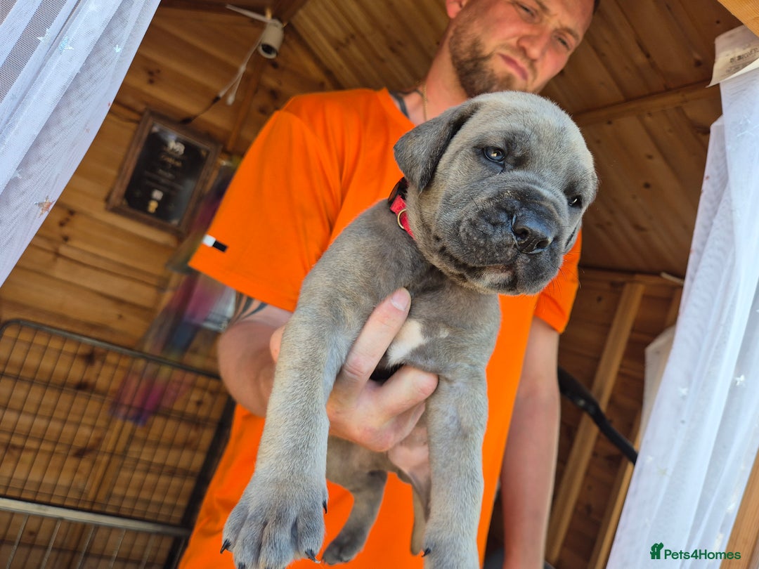 Cane Corso dogs for sale: Cane Corso (Rare Full Formentino Litter) - Image 9
