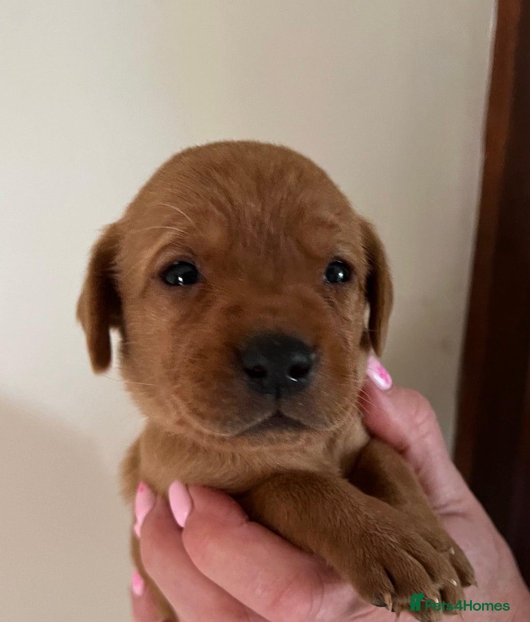 Labrador Retriever dogs for sale: SUPER DARK FOX RED KC LAB PUPS HEALTH TESTED  - Image 5