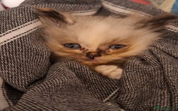 Ragdoll cats for sale: 6x Three quarter ragdolls - Advert 3