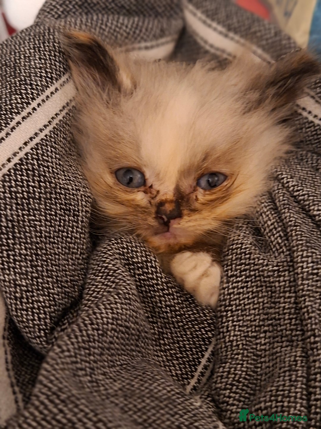 Ragdoll cats for sale: 6x Three quarter ragdolls - Advert 3