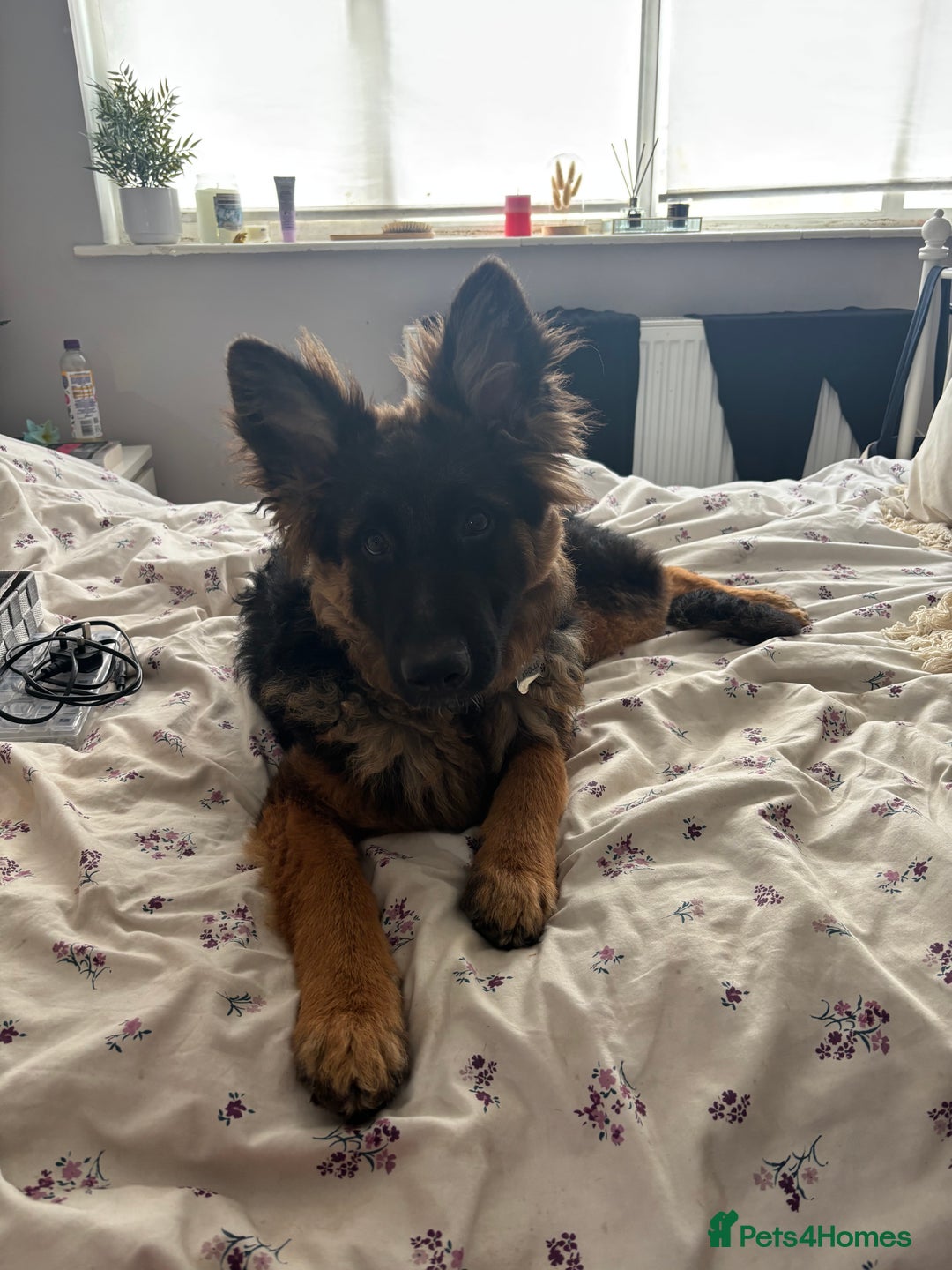 German Shepherd dogs for sale: Rehoming 1 Year Old Male German Shepherd - Advert 35