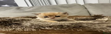 British Shorthair 2