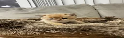 British Shorthair cats for sale:  British Golden Shorthair TikTok-sushikardi in London - Advert 3
