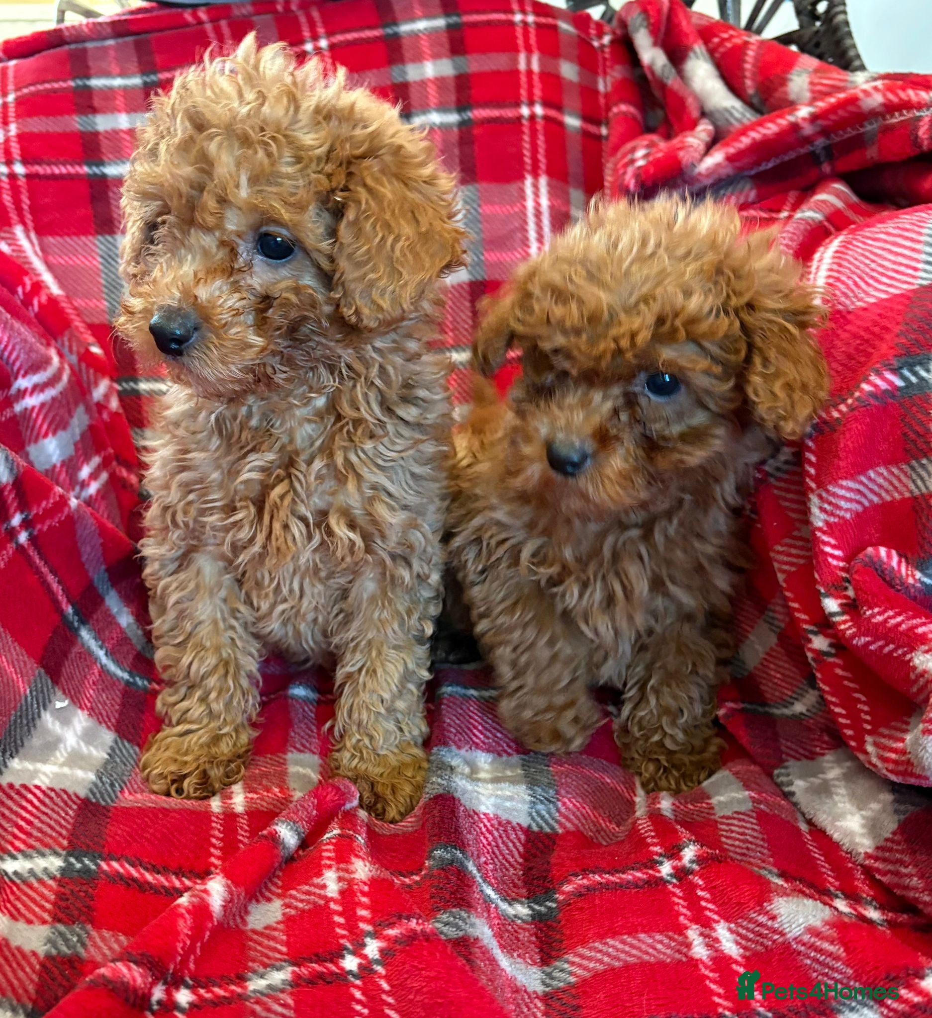 Cockapoo dogs Beautiful Cockerpoo puppies - Advert 6