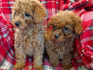 Cockapoo dogs Beautiful Cockerpoo puppies - Advert 6