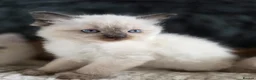 Ragdoll cats for sale: Beautiful Ragdol Kittens  - Advert 8