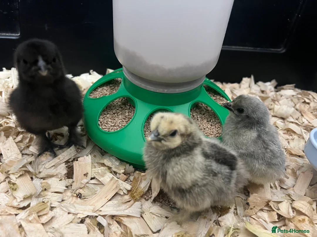 Chickens poultry for sale: Mixed Bantam HATCHING EGGS - Advert 2